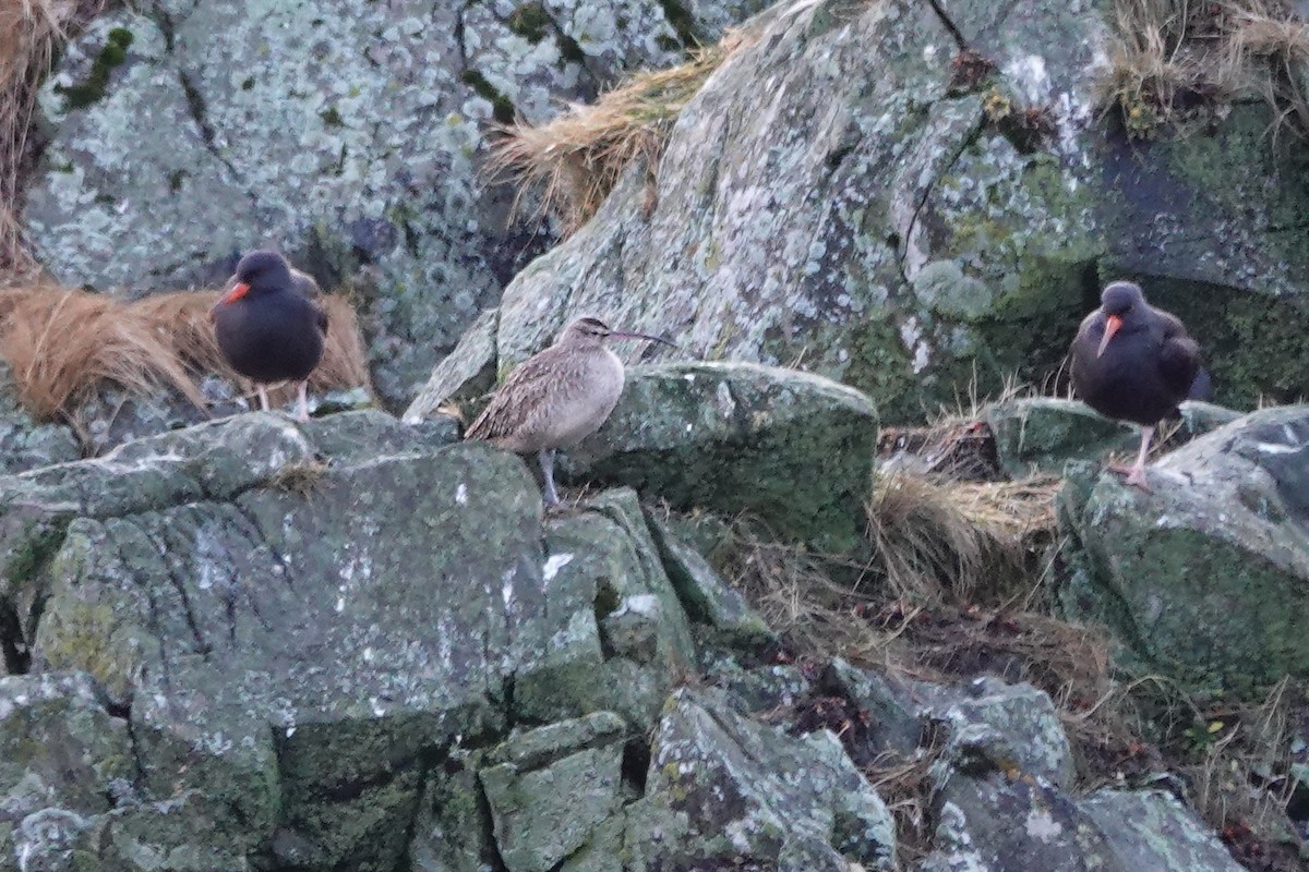 Hudsonian Whimbrel - ML646436098