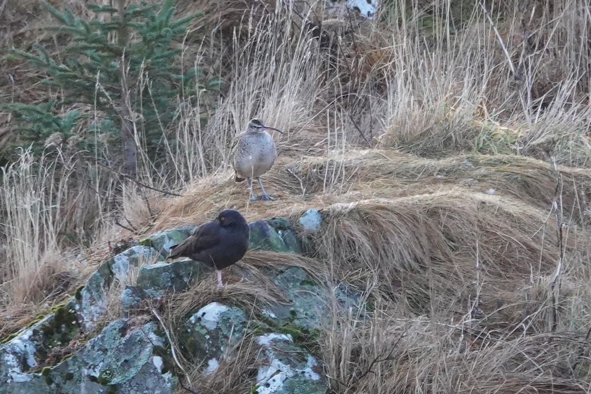 Hudsonian Whimbrel - ML646436099