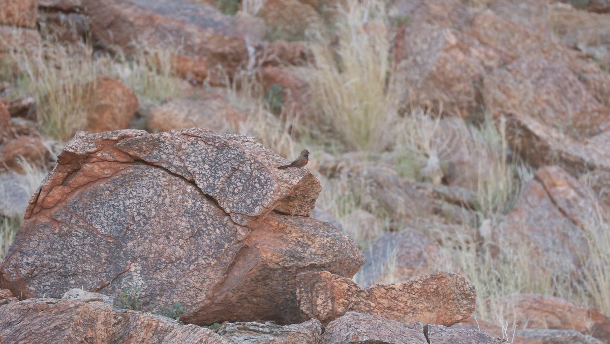 Cinnamon-breasted Warbler - ML646436100