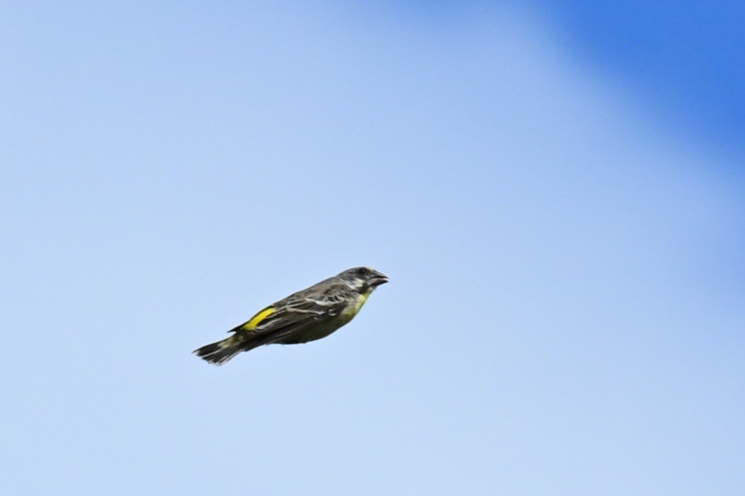 Lemon-breasted Seedeater - ML646436101