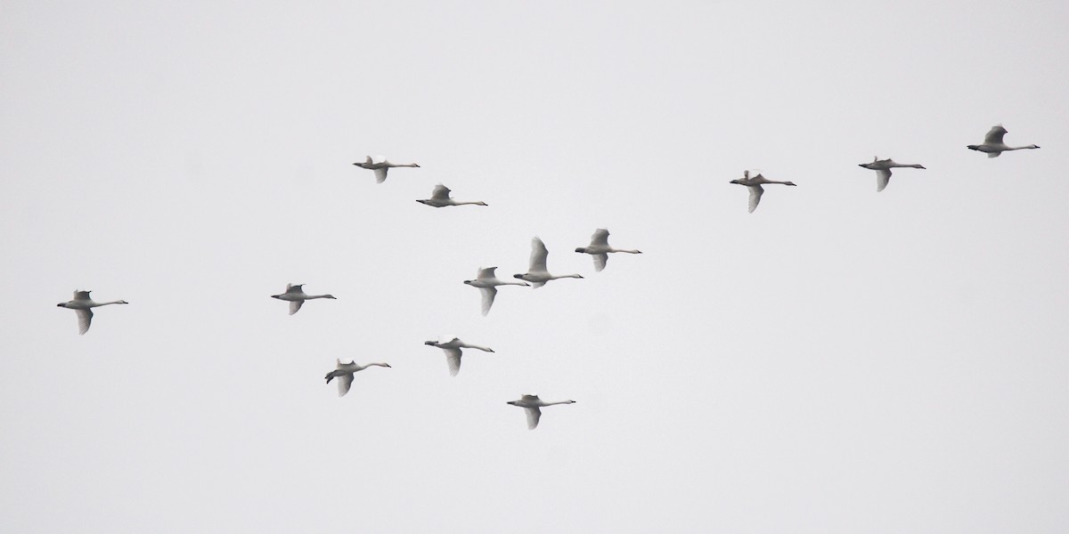 Zwergschwan - ML646436102