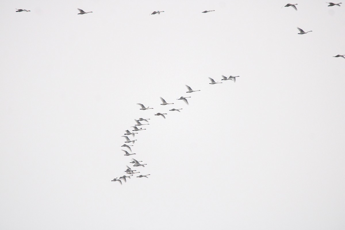 Zwergschwan - ML646436103