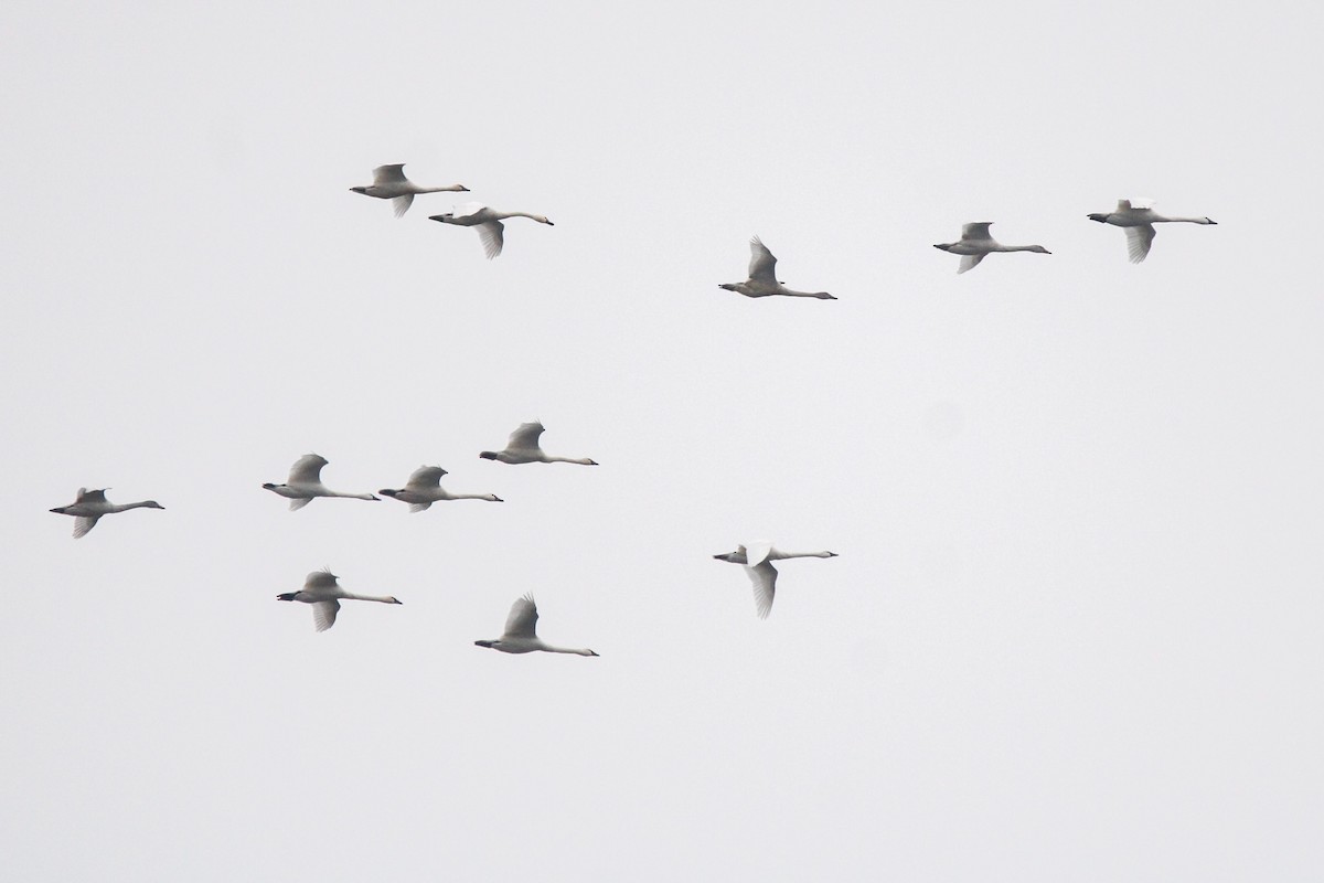 Zwergschwan - ML646436104