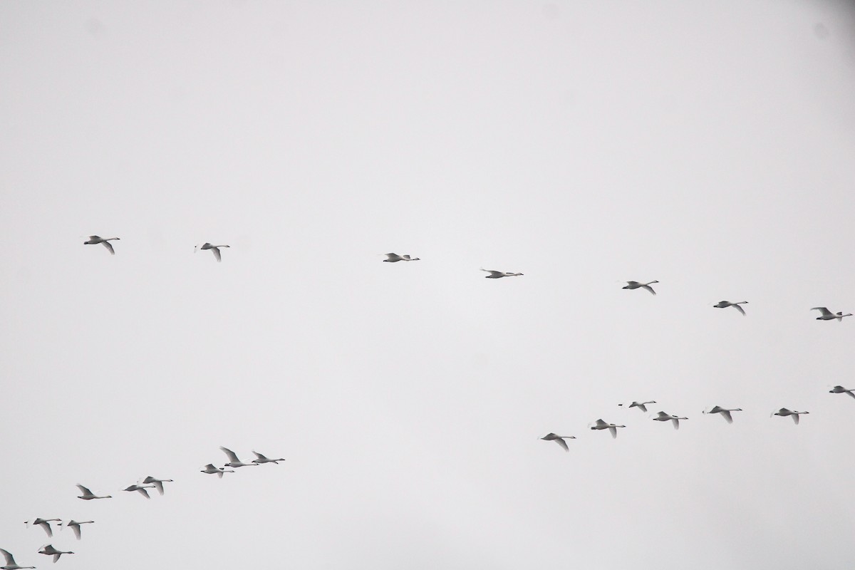 Zwergschwan - ML646436105