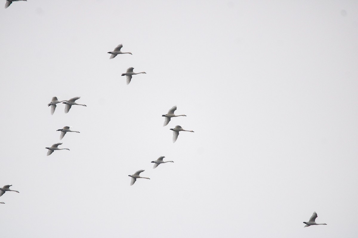 Zwergschwan - ML646436106