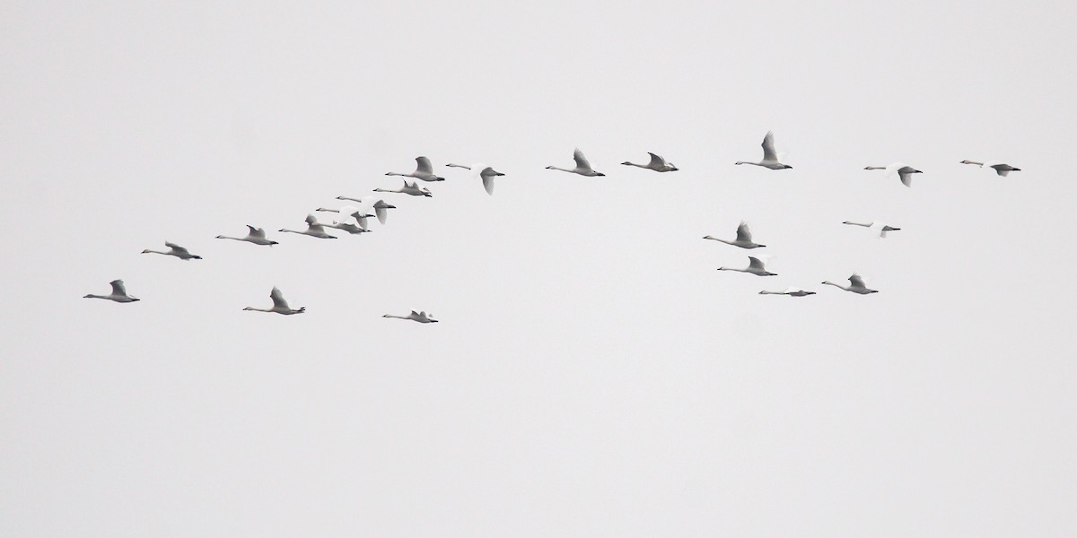 Zwergschwan - ML646436107