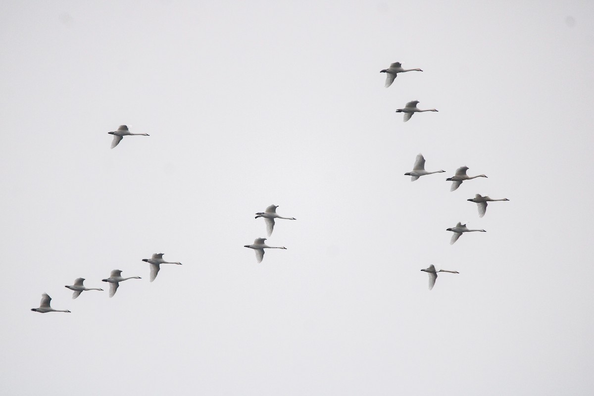 Zwergschwan - ML646436108