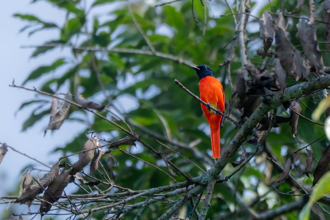 Scarlet Minivet - ML646436109