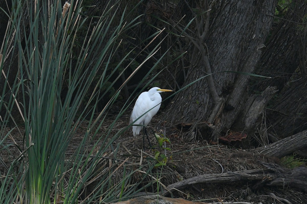 Koartza zuria (amerikarra) - ML646436110