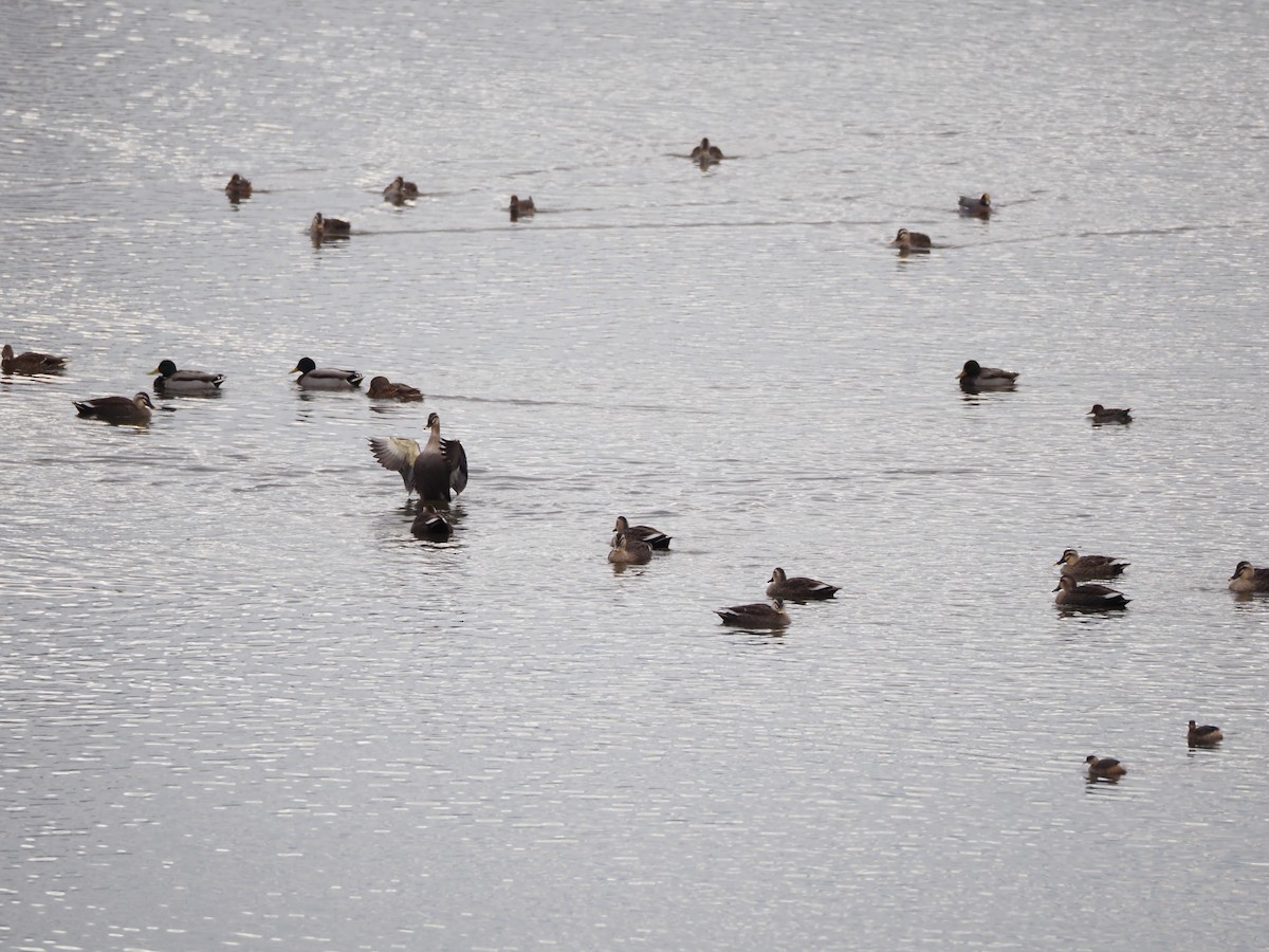 Ahate mokopikart txinatarra - ML646436111