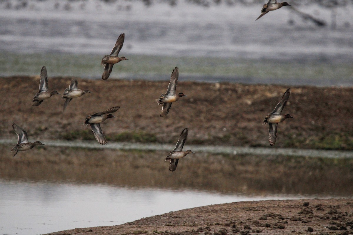 Zertzeta arrunta - ML646436112