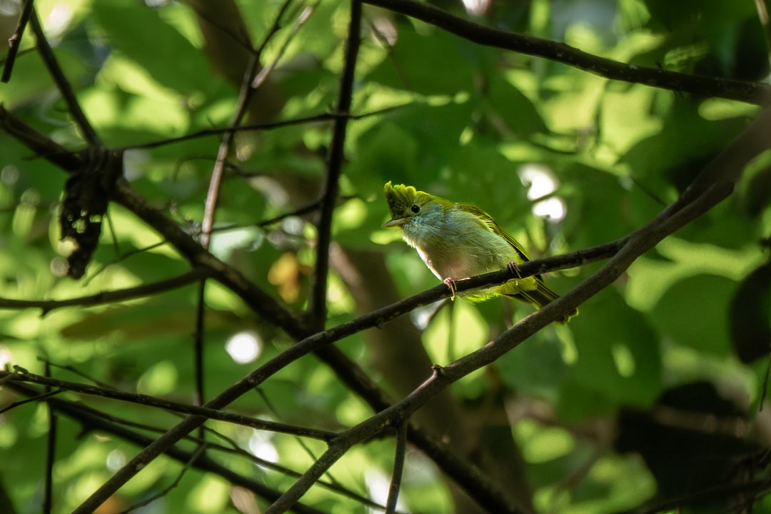 White-bellied Erpornis - ML646436114