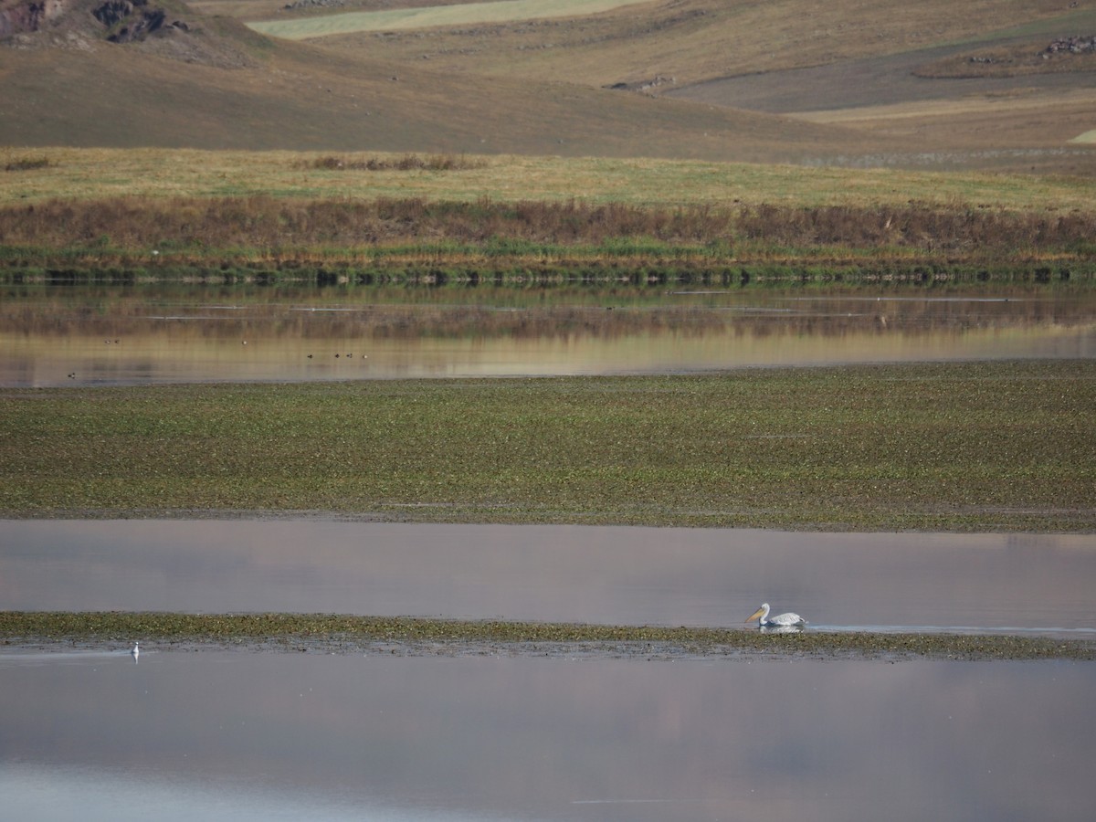 Pelikano ilebihurria - ML646436115