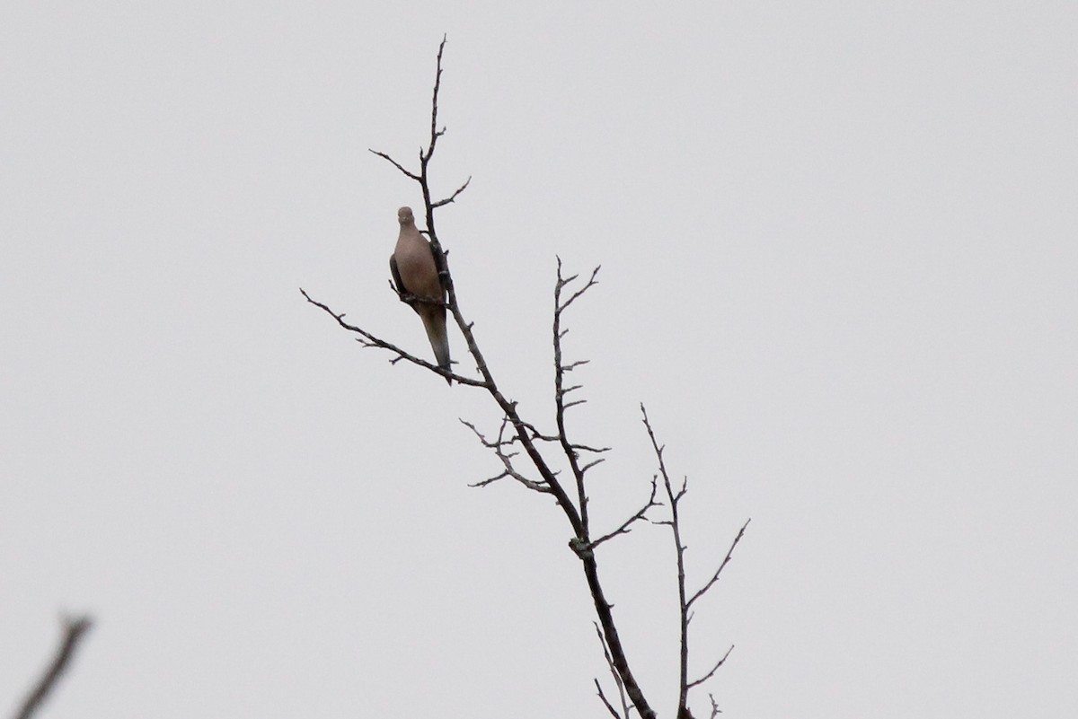 Zenaida arrunta - ML646436117