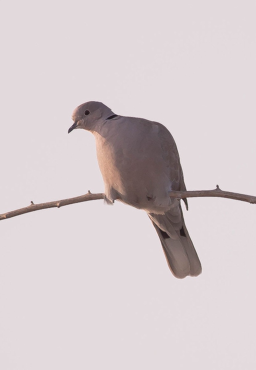 灰斑鳩 - ML646436119