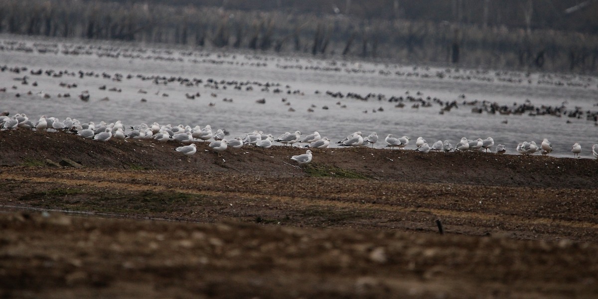 Ring-billed Gull - ML646436120