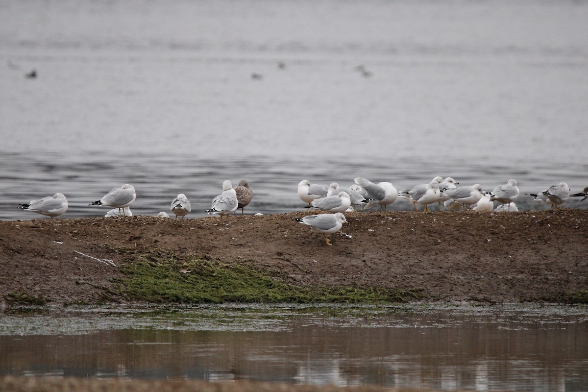 Ring-billed Gull - ML646436121