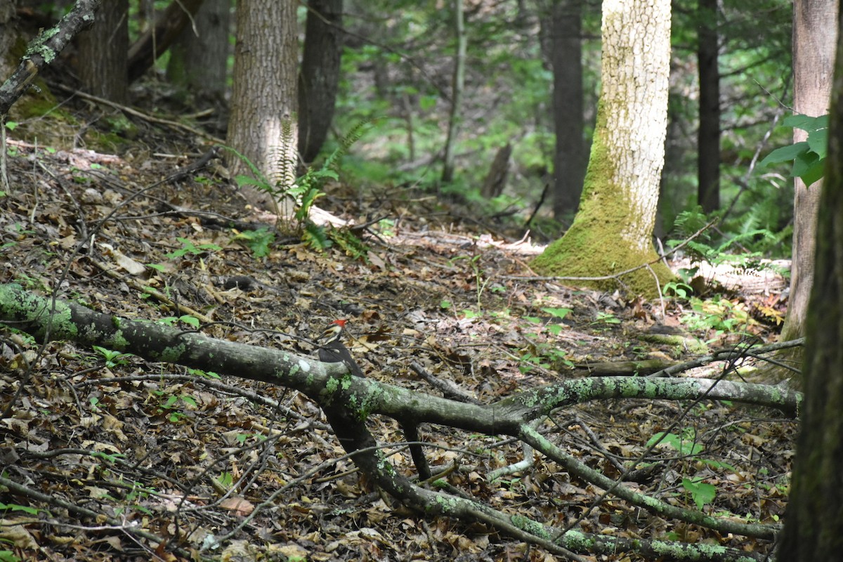 Жовна північна - ML646436122