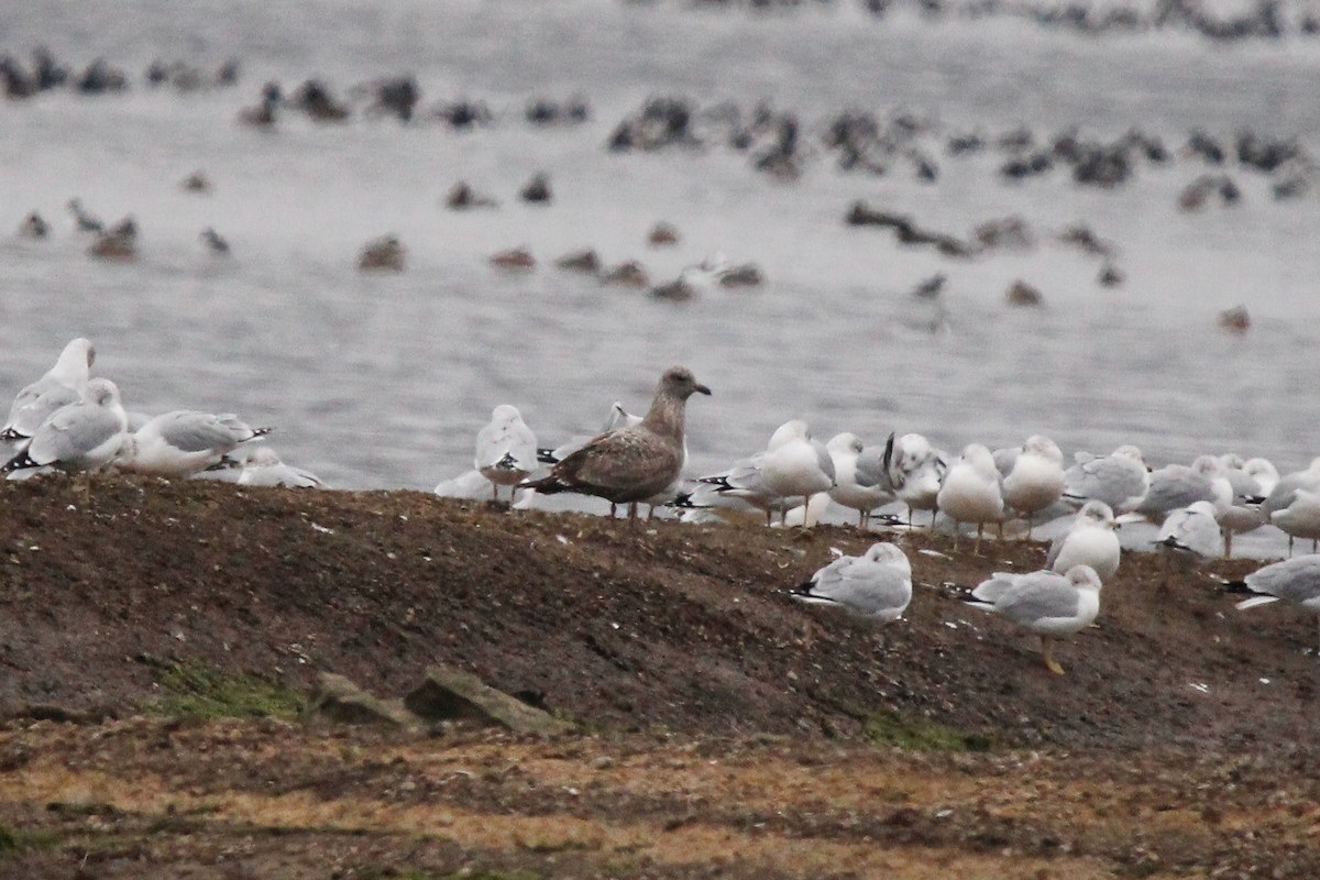 American Herring Gull - ML646436123