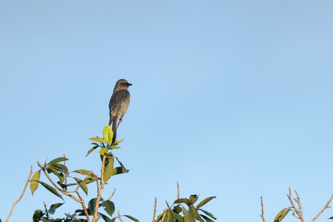 Ashy Drongo - ML646436125
