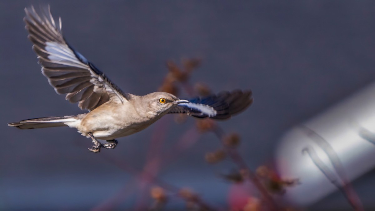 Kuzeyli Taklitçi - ML646436126