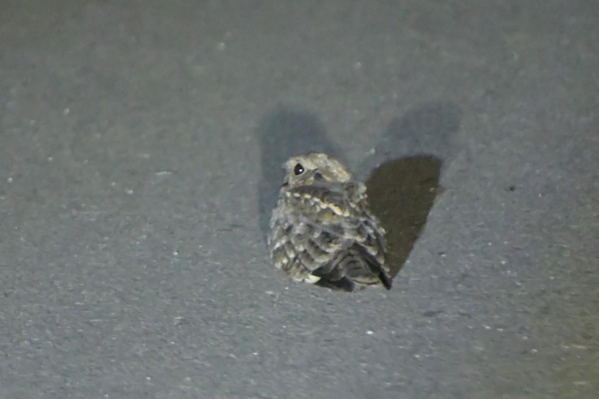 Savanna Nightjar - ML646436127