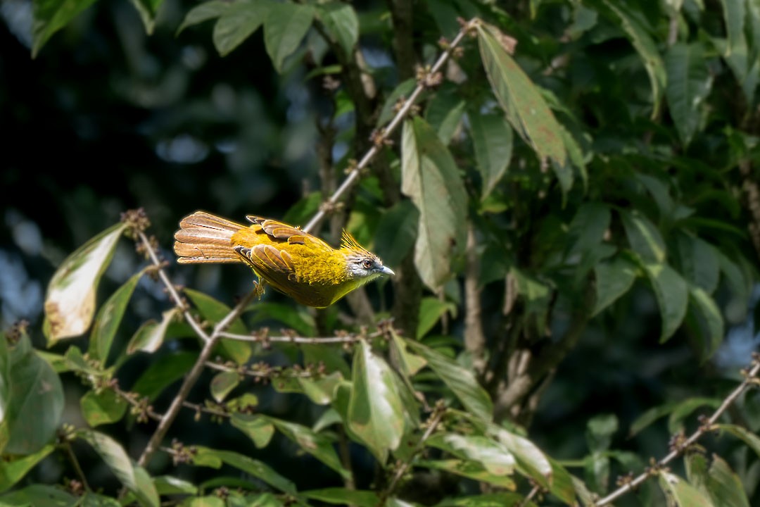 White-throated Bulbul - ML646436128