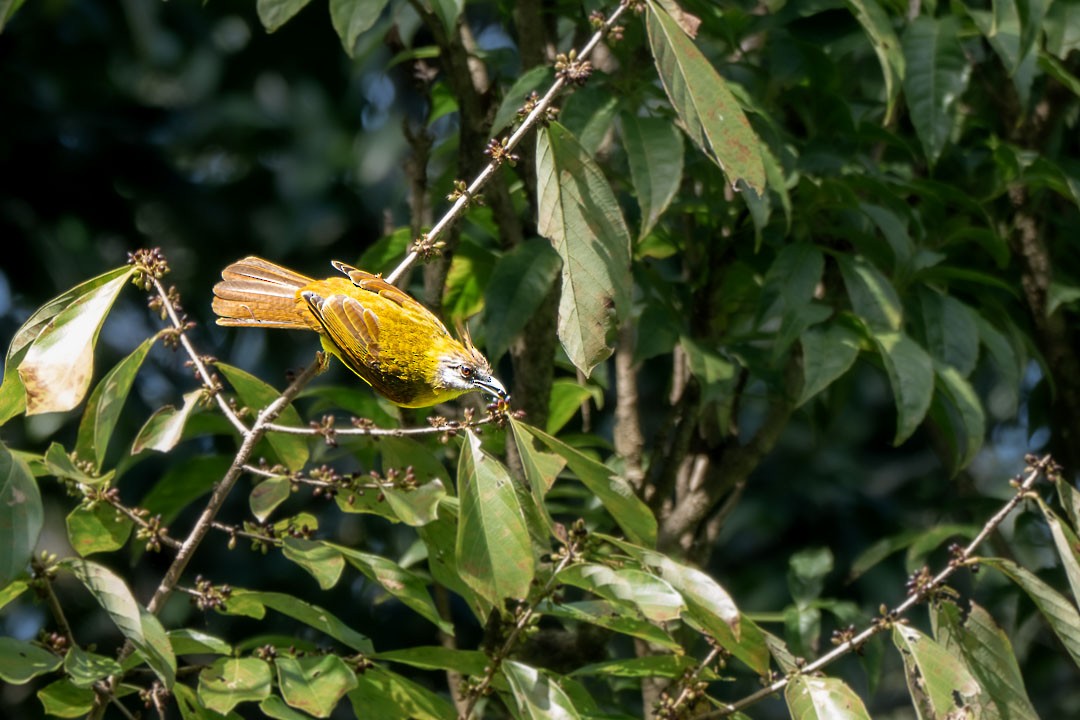 White-throated Bulbul - ML646436129