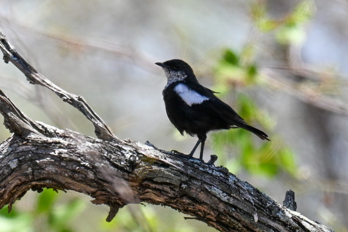 Arnot Esmer Bülbülü - ML646436130