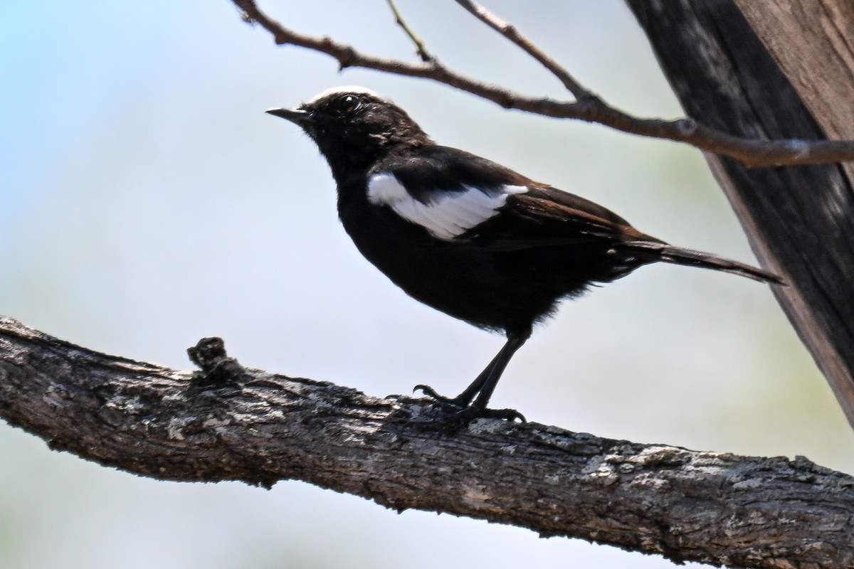 Arnot Esmer Bülbülü - ML646436132