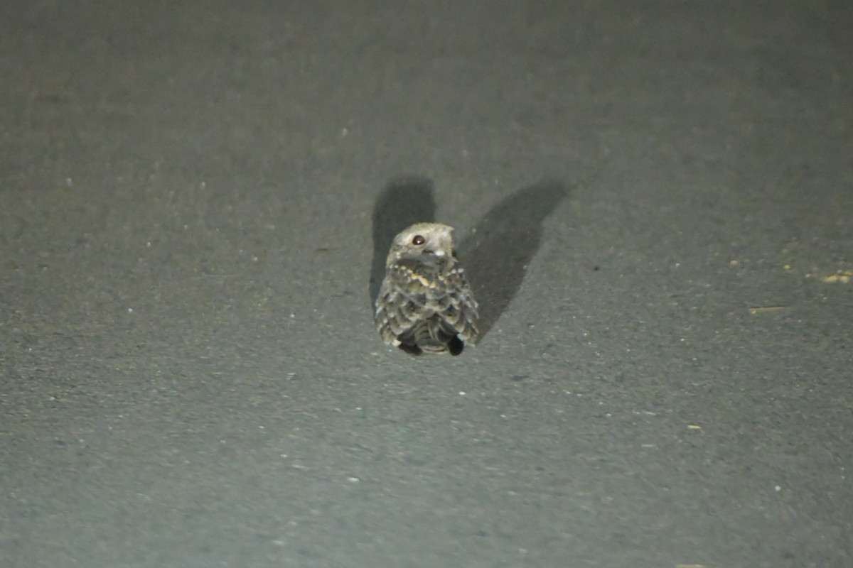 Savanna Nightjar - ML646436137