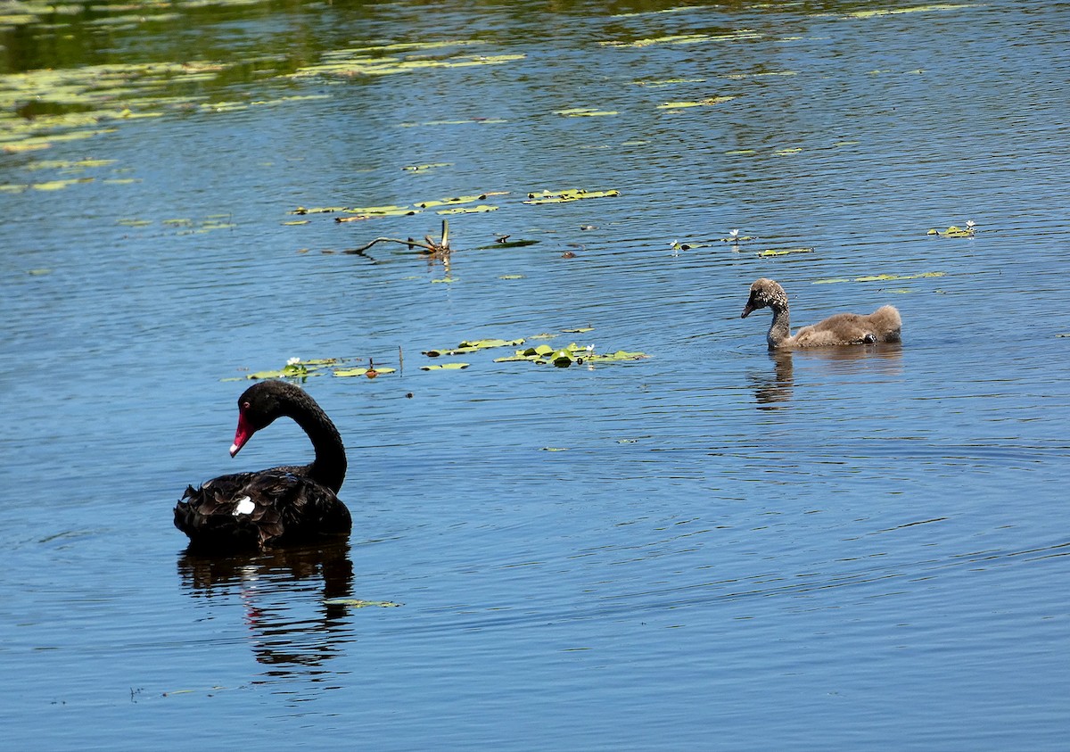 Black Swan - ML646436138