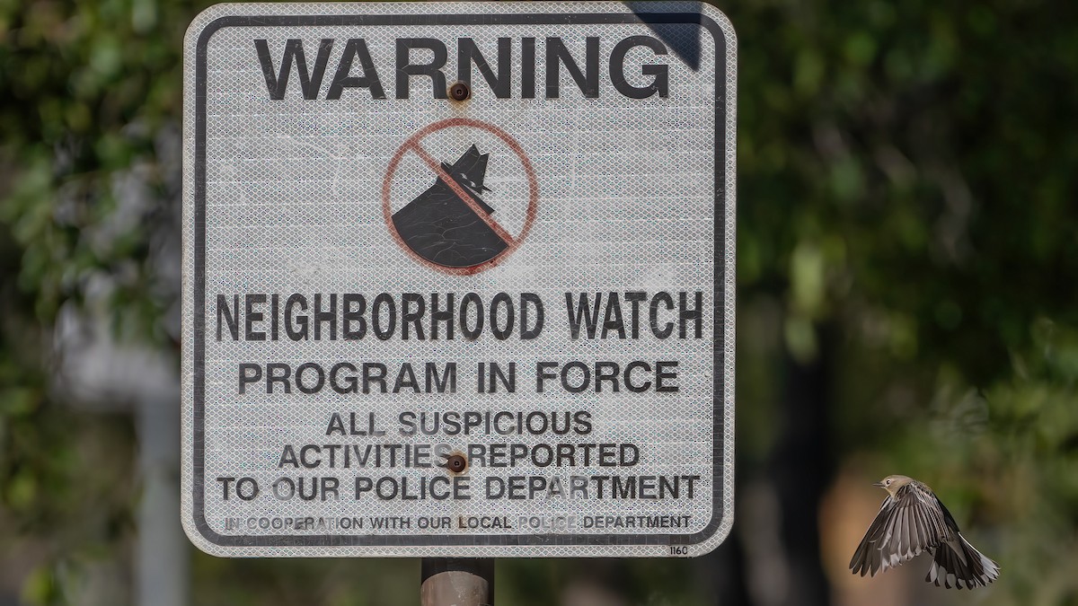 キヅタアメリカムシクイ（auduboni） - ML646436140