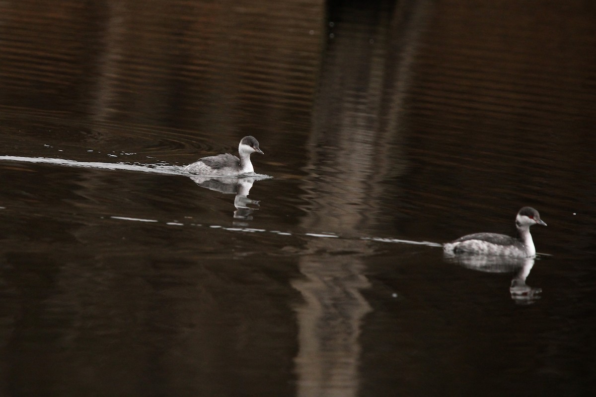 Horned Grebe - ML646436146