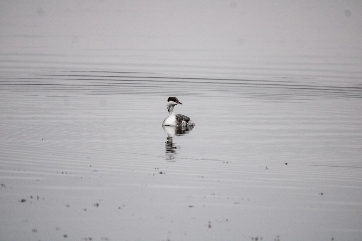 Horned Grebe - ML646436148