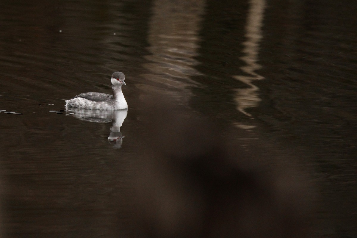 Horned Grebe - ML646436149
