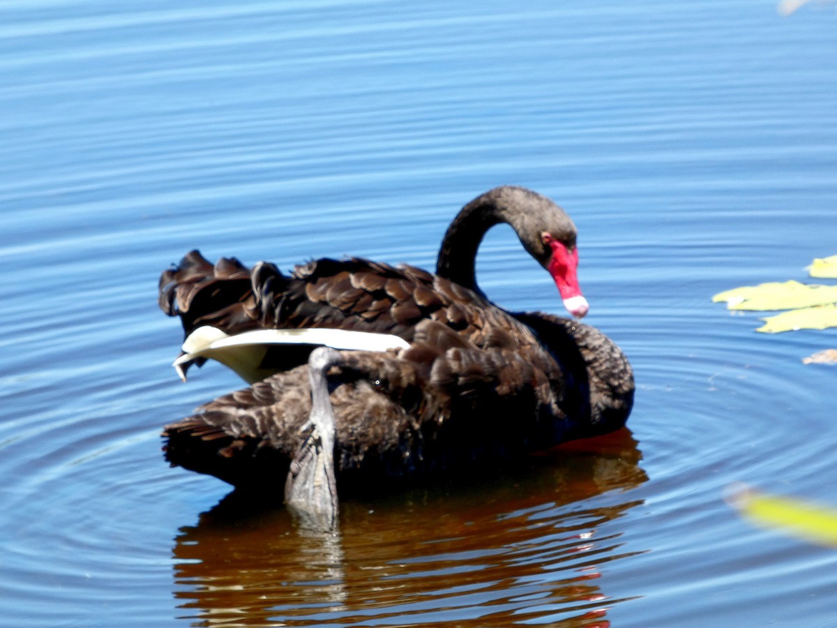 Black Swan - ML646436150