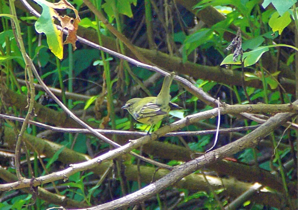 Rough-legged Tyrannulet - ML646436151