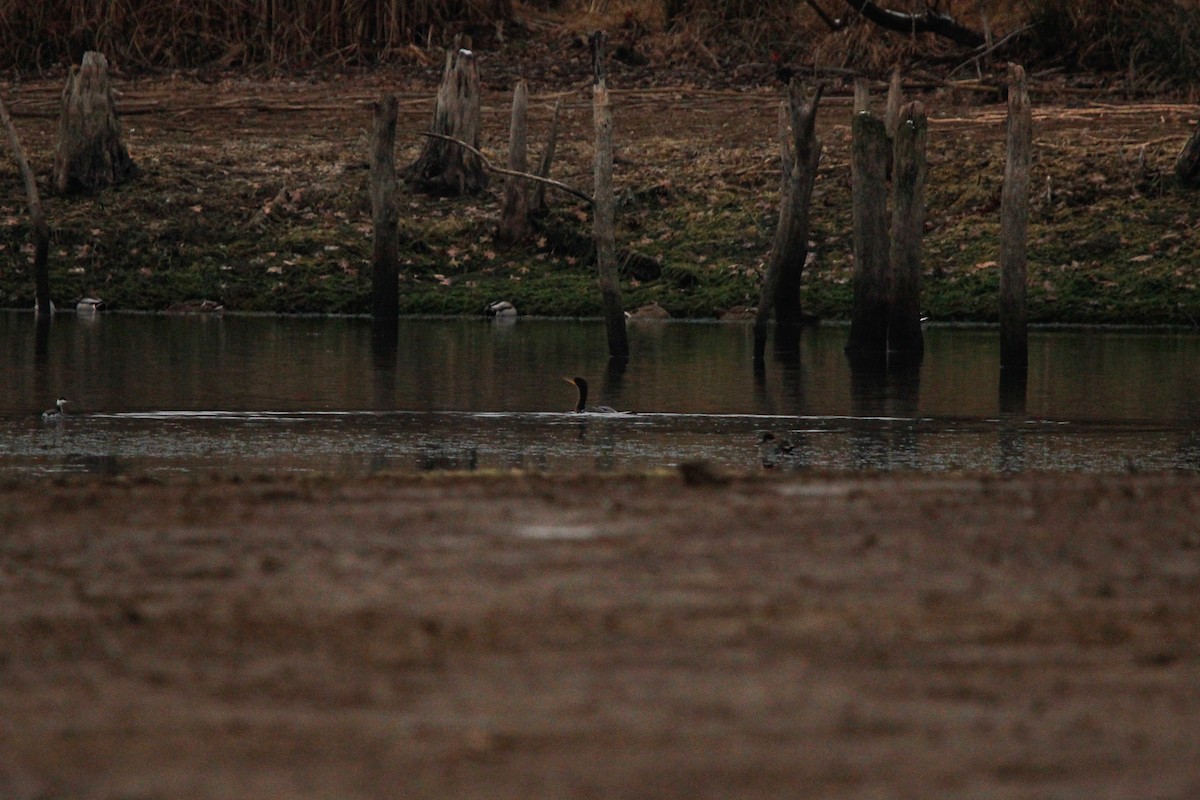 Double-crested Cormorant - ML646436155