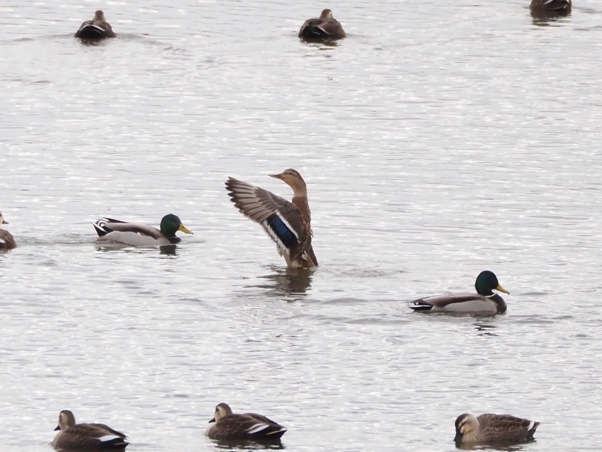 Mallard - ML646436156