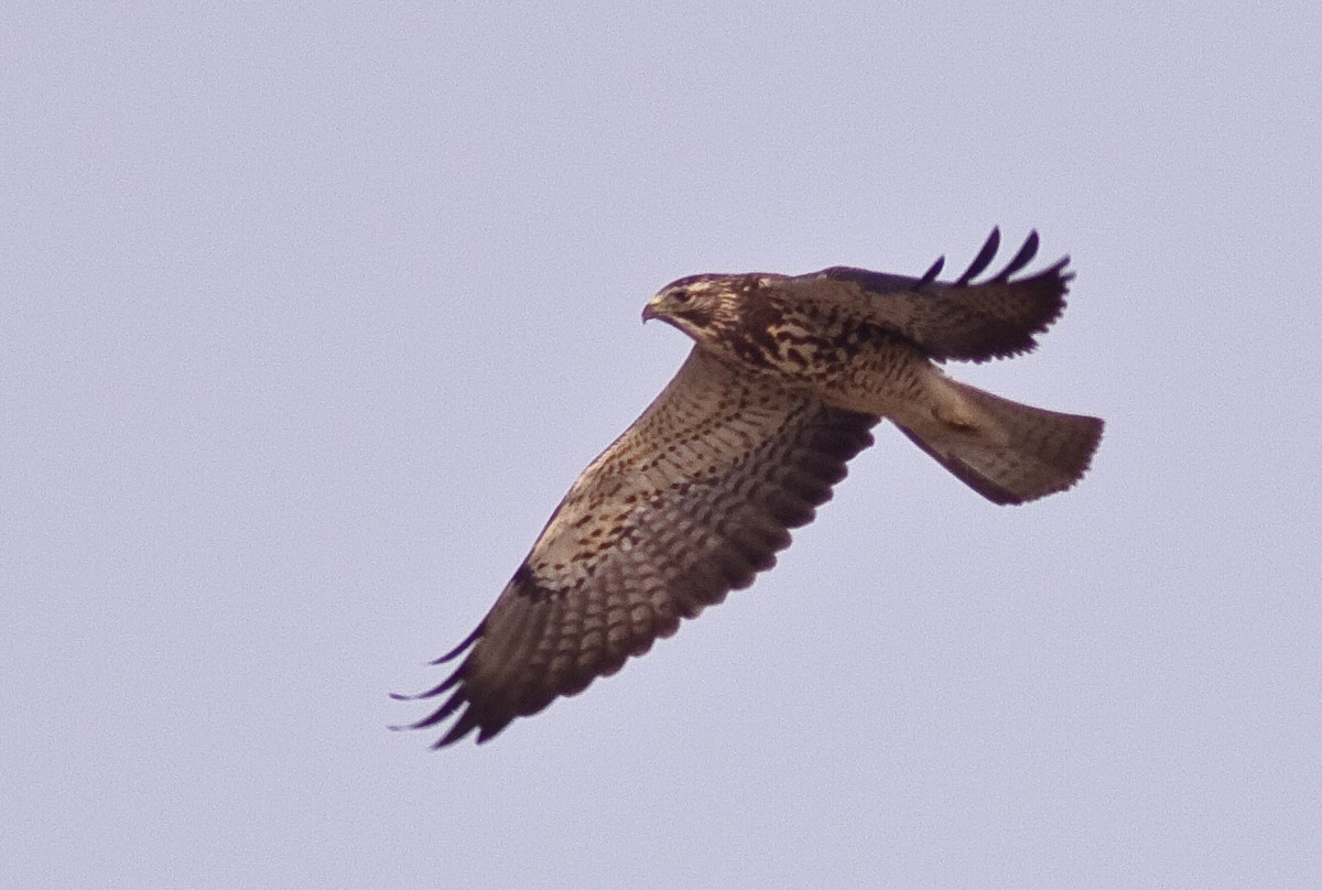 Swainson's Hawk - ML646436169