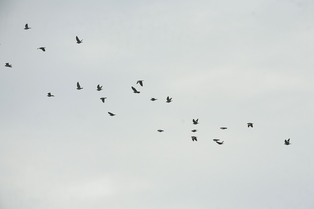 White-winged Dove - ML646436171