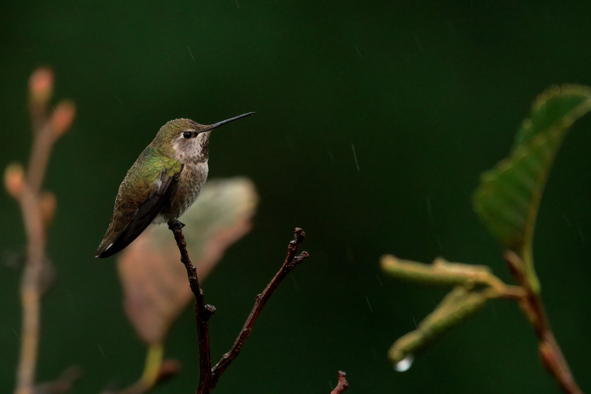 アンナハチドリ - ML646436174