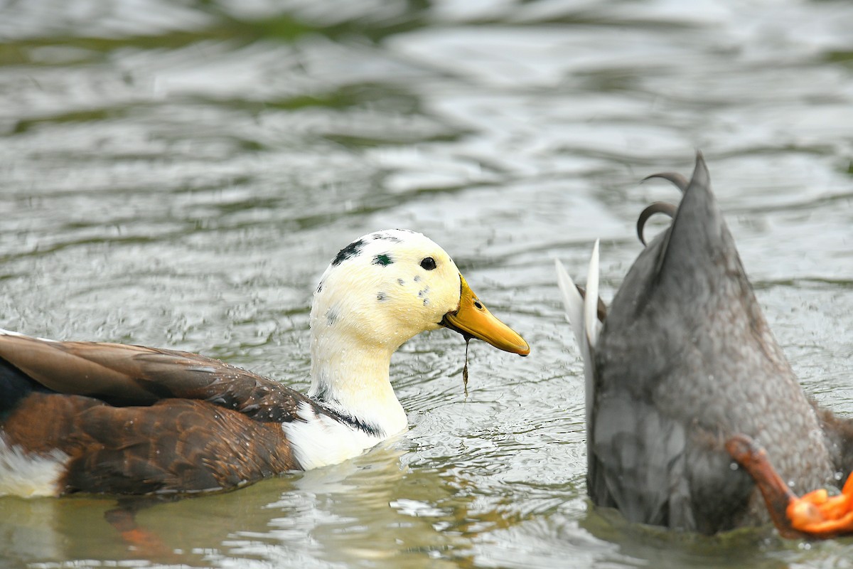 Mallard (Domestic type) - ML646436175