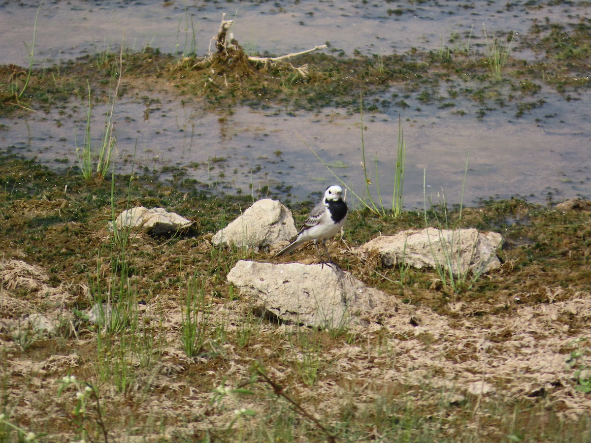 konipas bílý - ML646436176