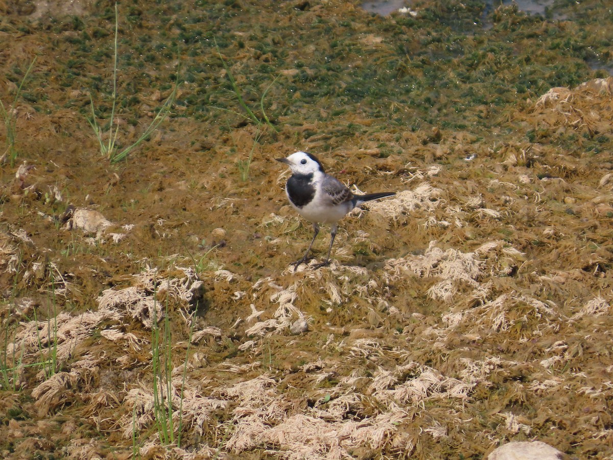 konipas bílý - ML646436178