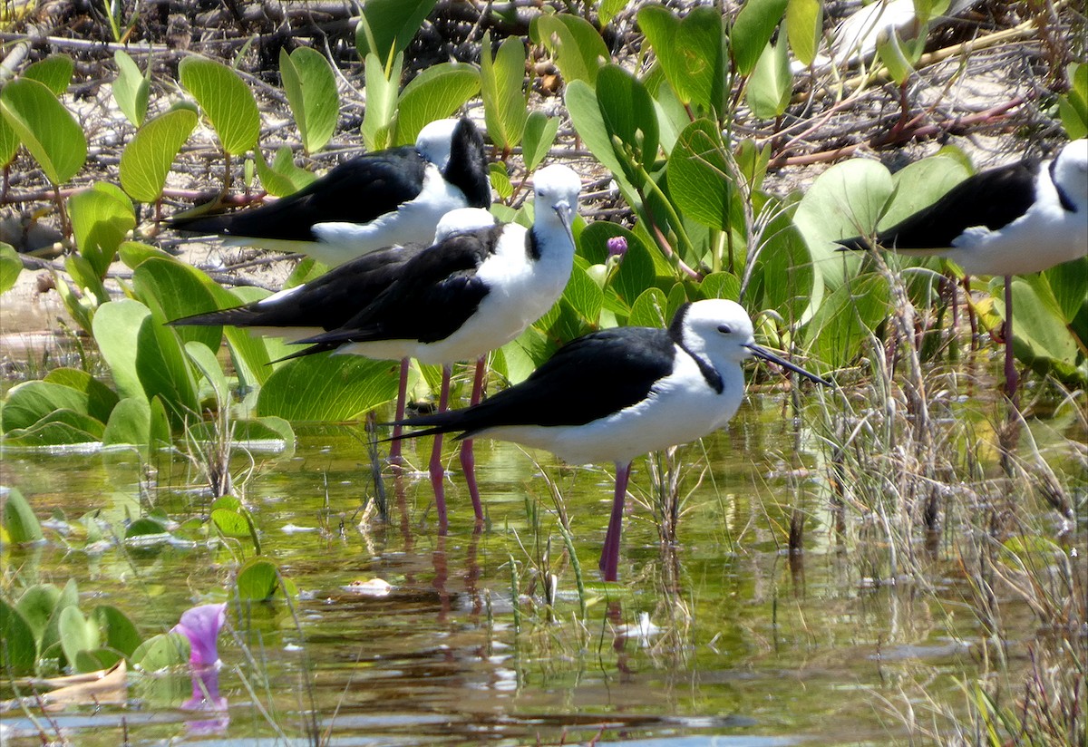 Pied Stilt - ML646436186