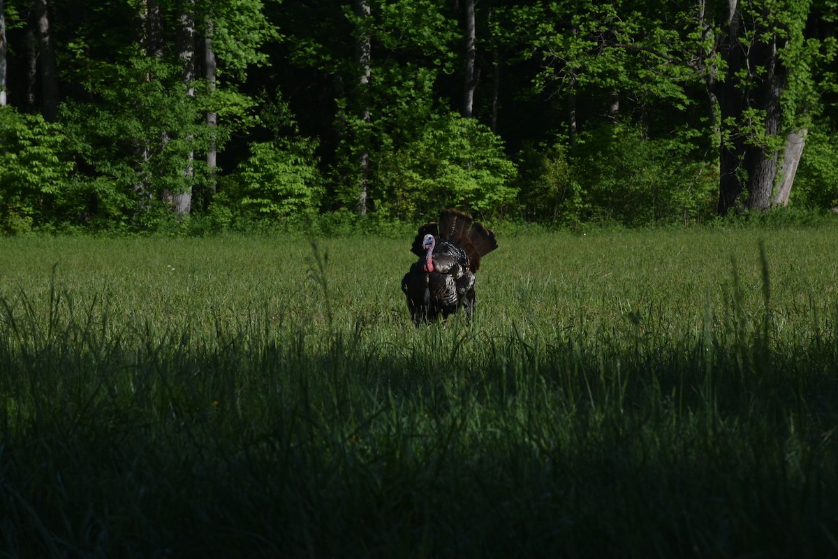 Wild Turkey - ML646436188