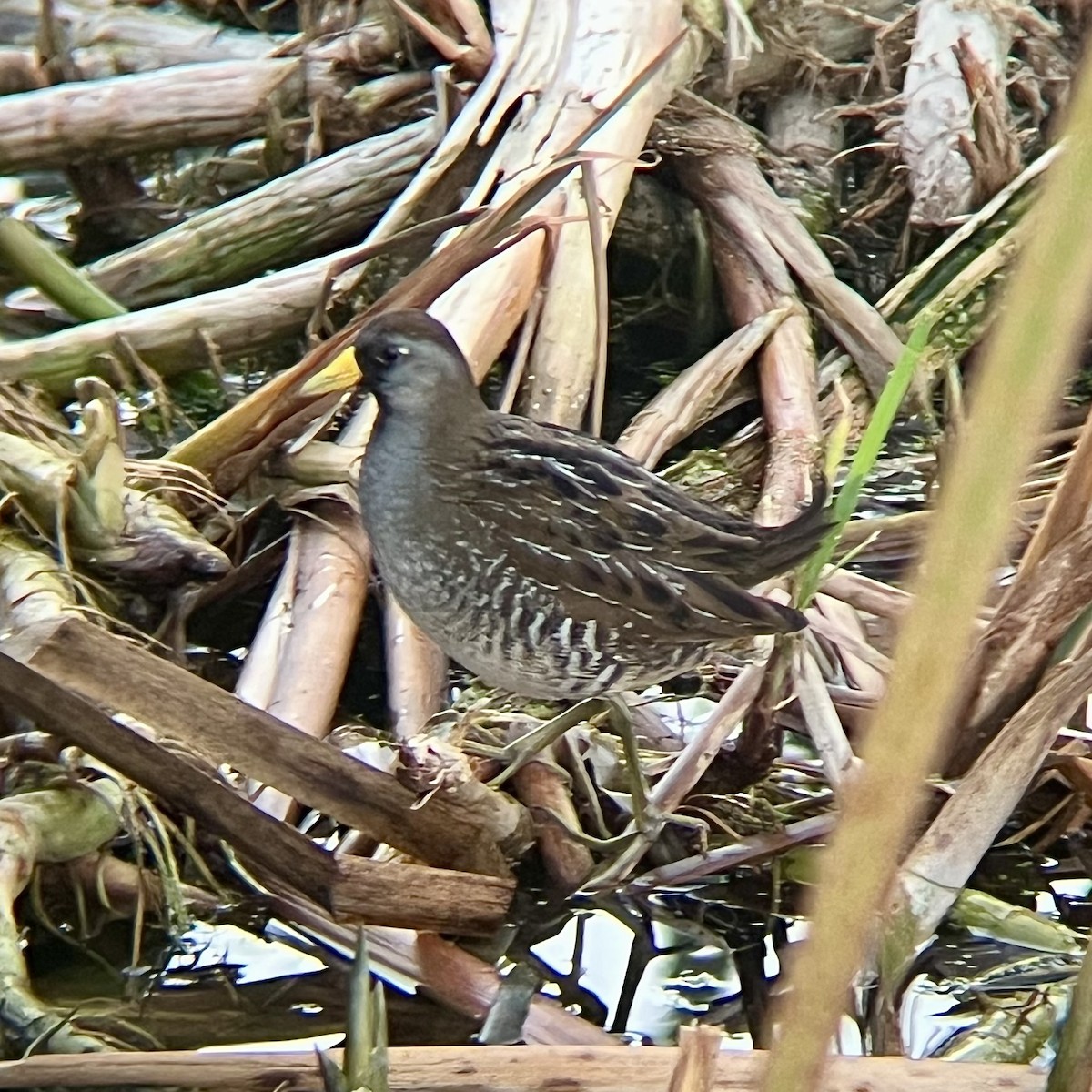 Marouette de Caroline - ML646436191