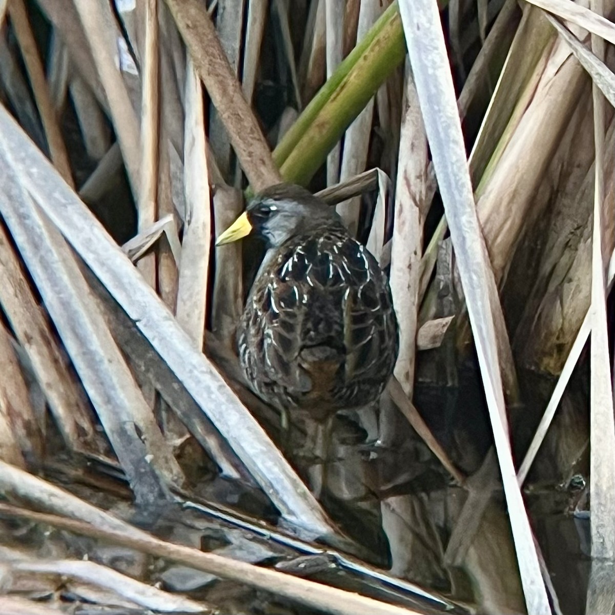 Marouette de Caroline - ML646436193